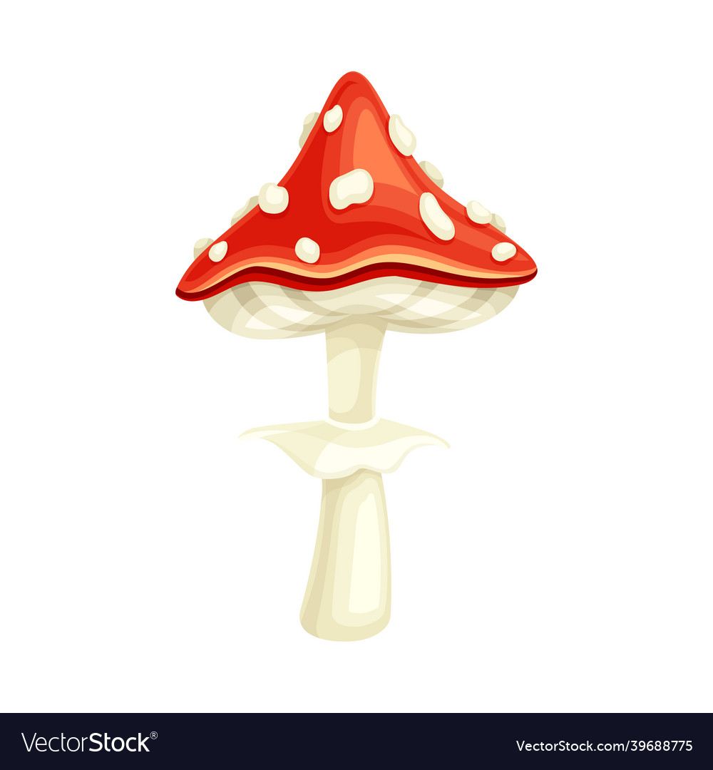 Red fly agaric poisonous mushroom amanita Vector Image