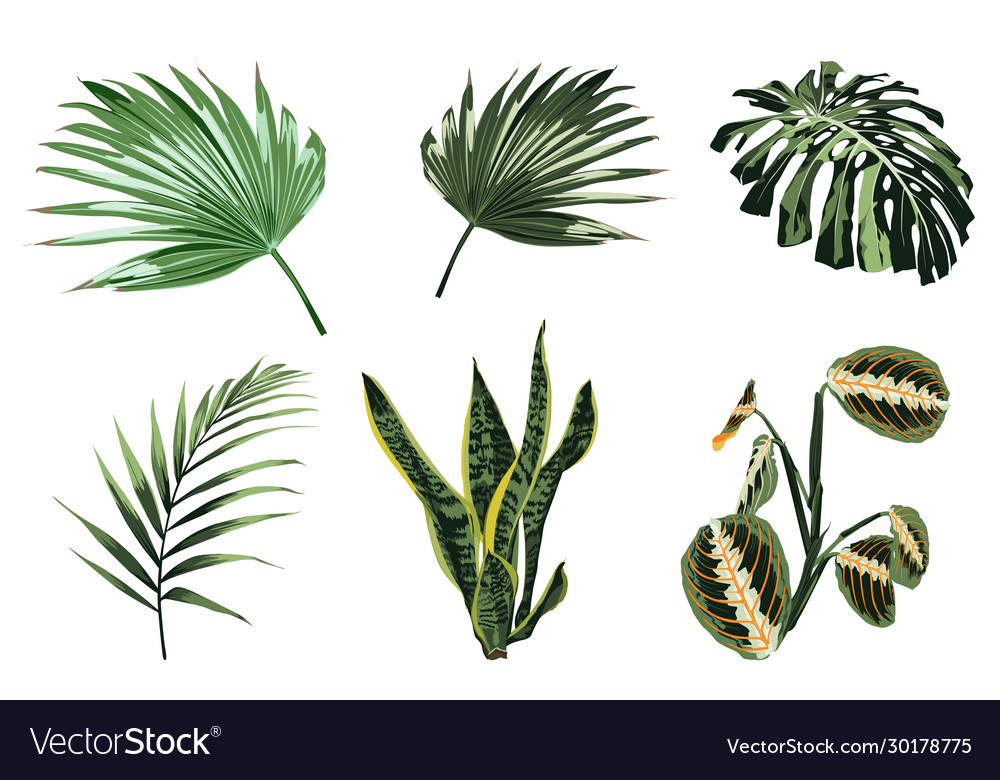 Tropical plants leaves and palms set vector image Tropical plants leaves and palms set