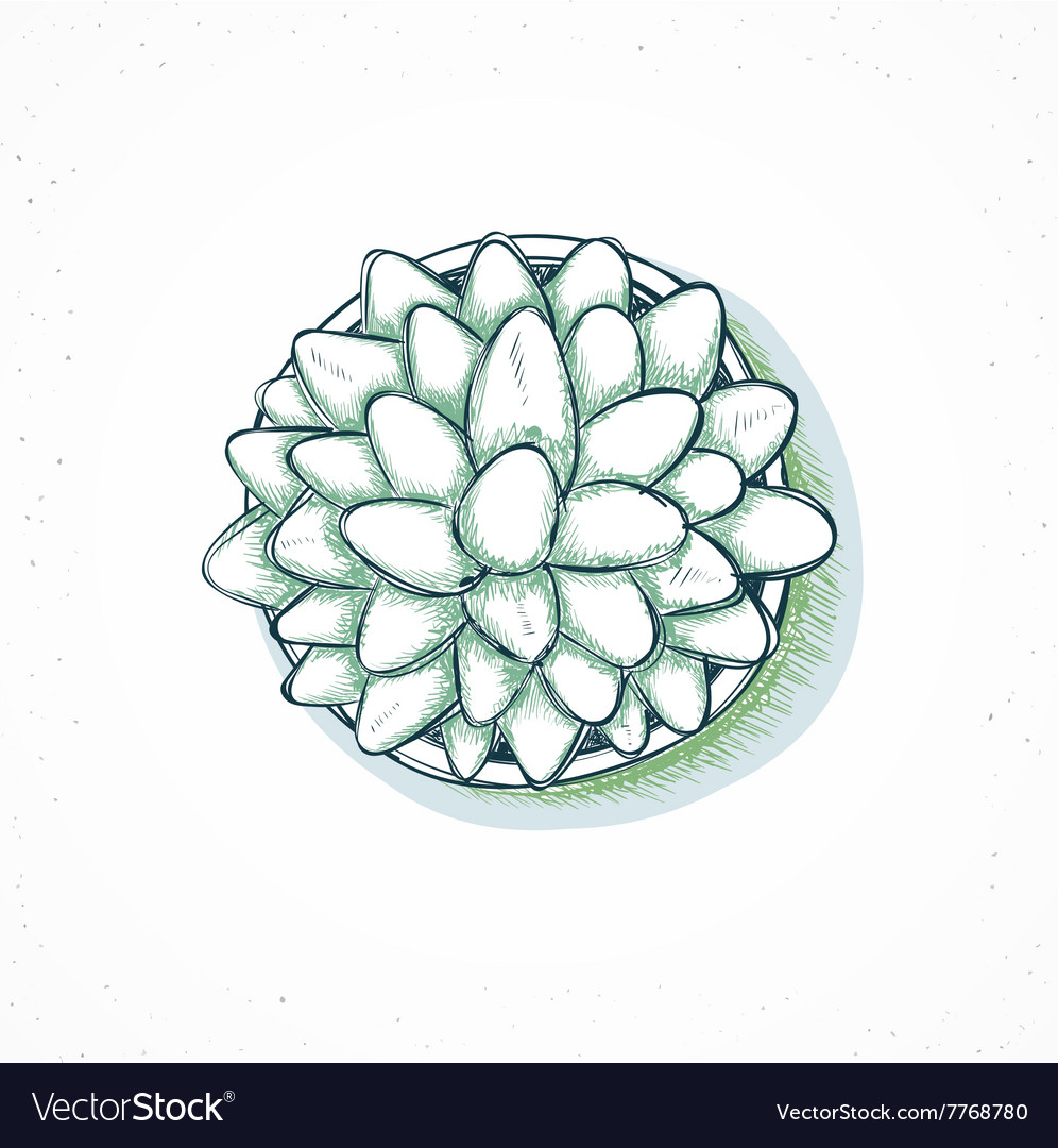 Isolated plants handmade flower in sketch style