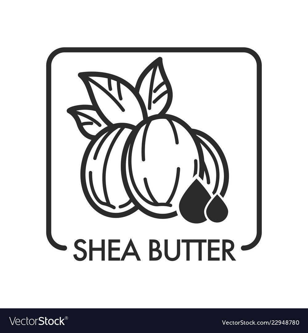 Shea butter organic product used in cosmetology Vector Image