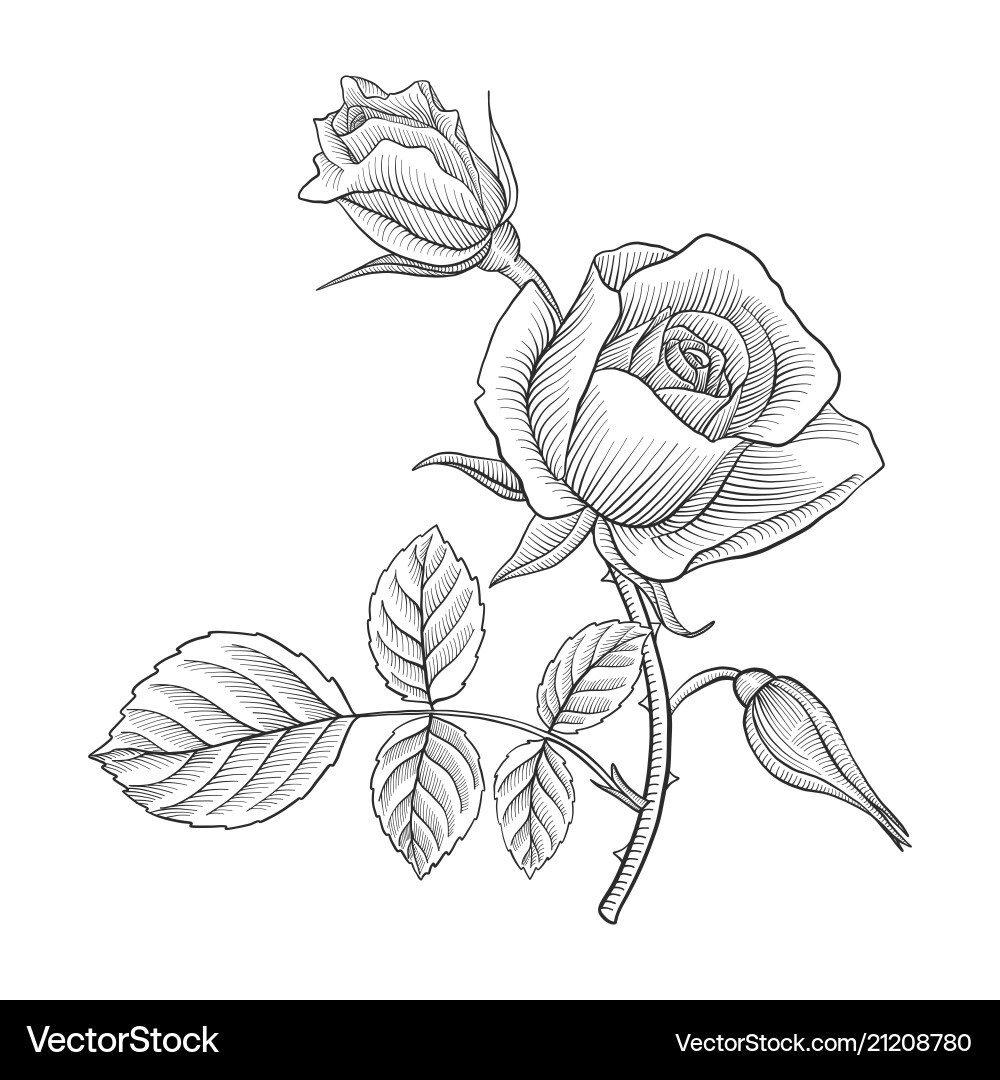Vintage Drawing Flower Rose Royalty Free Vector Image vectorstock