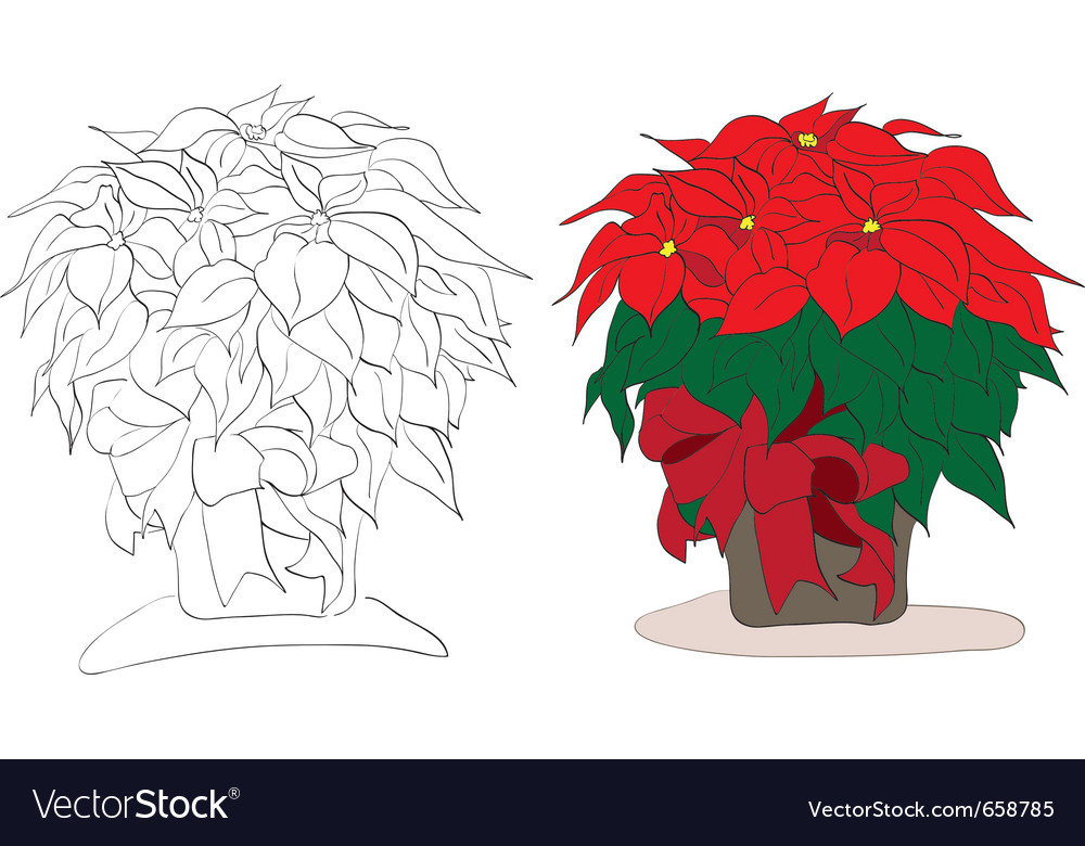 Christmas poinsettia