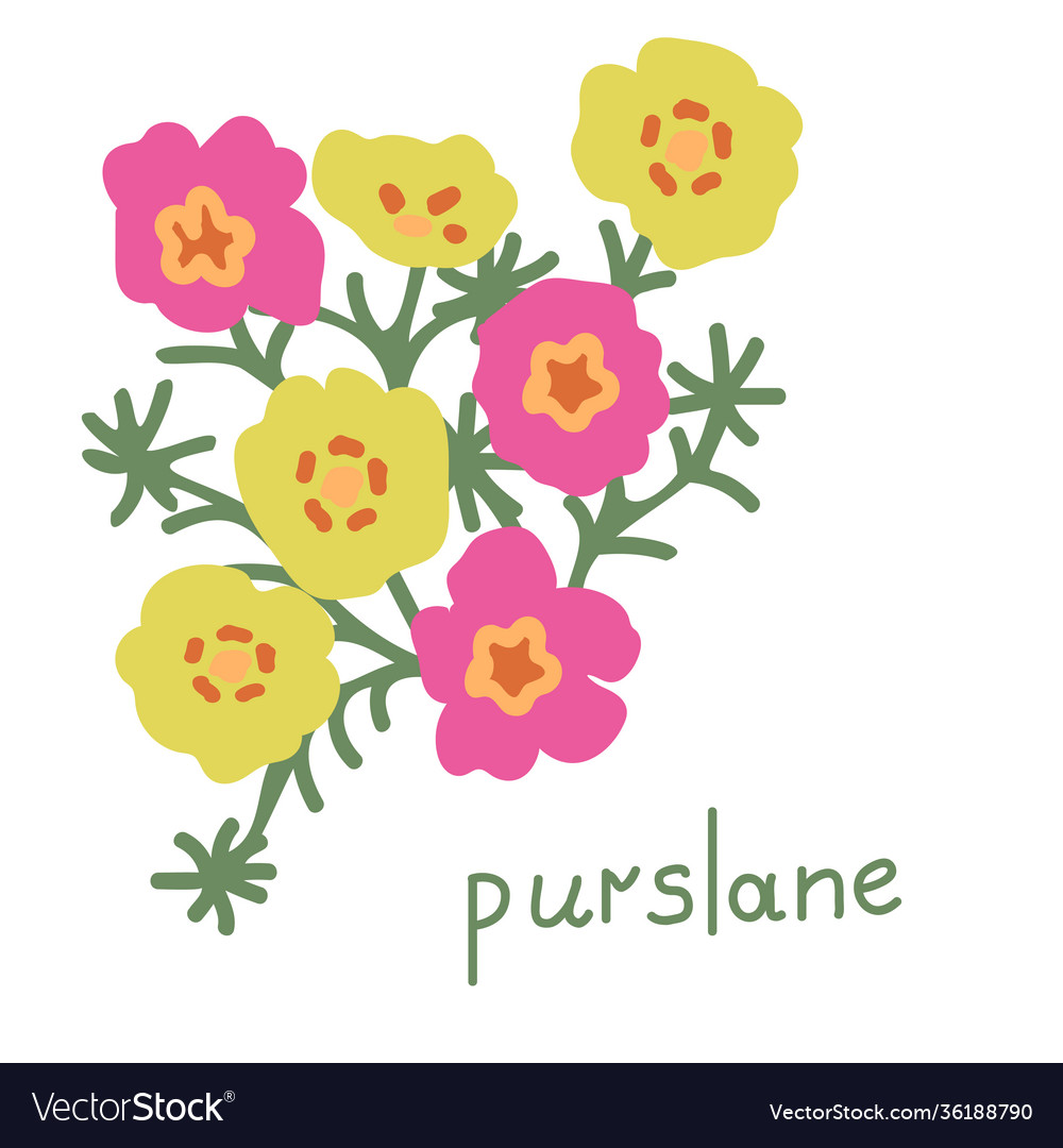 Purslane Royalty Free Vector Image - VectorStock