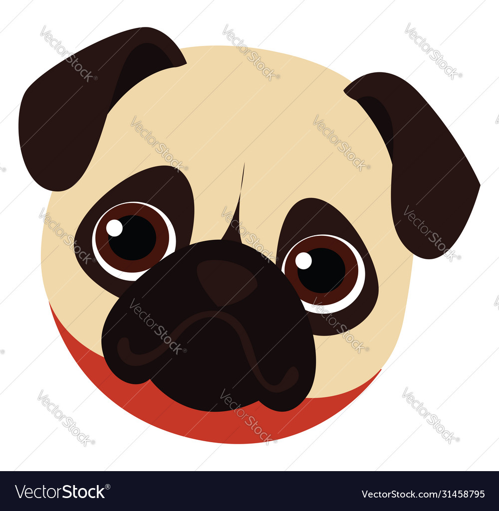 Pugs head on white background