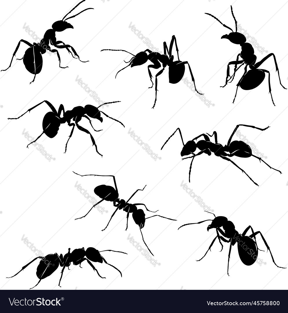 Ant insect black silhouette