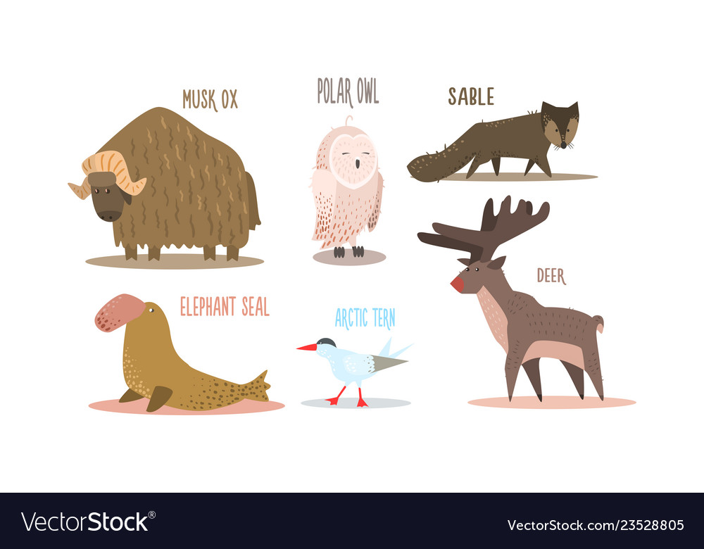 Collection Of Arctic Animals With Names Polar Owl Vector Image