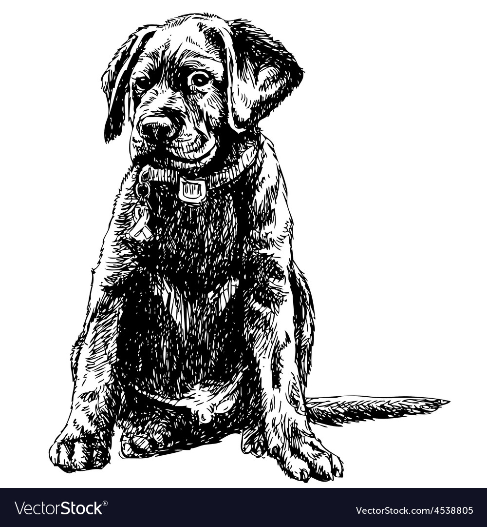 Labrador retriever Royalty Free Vector Image - VectorStock