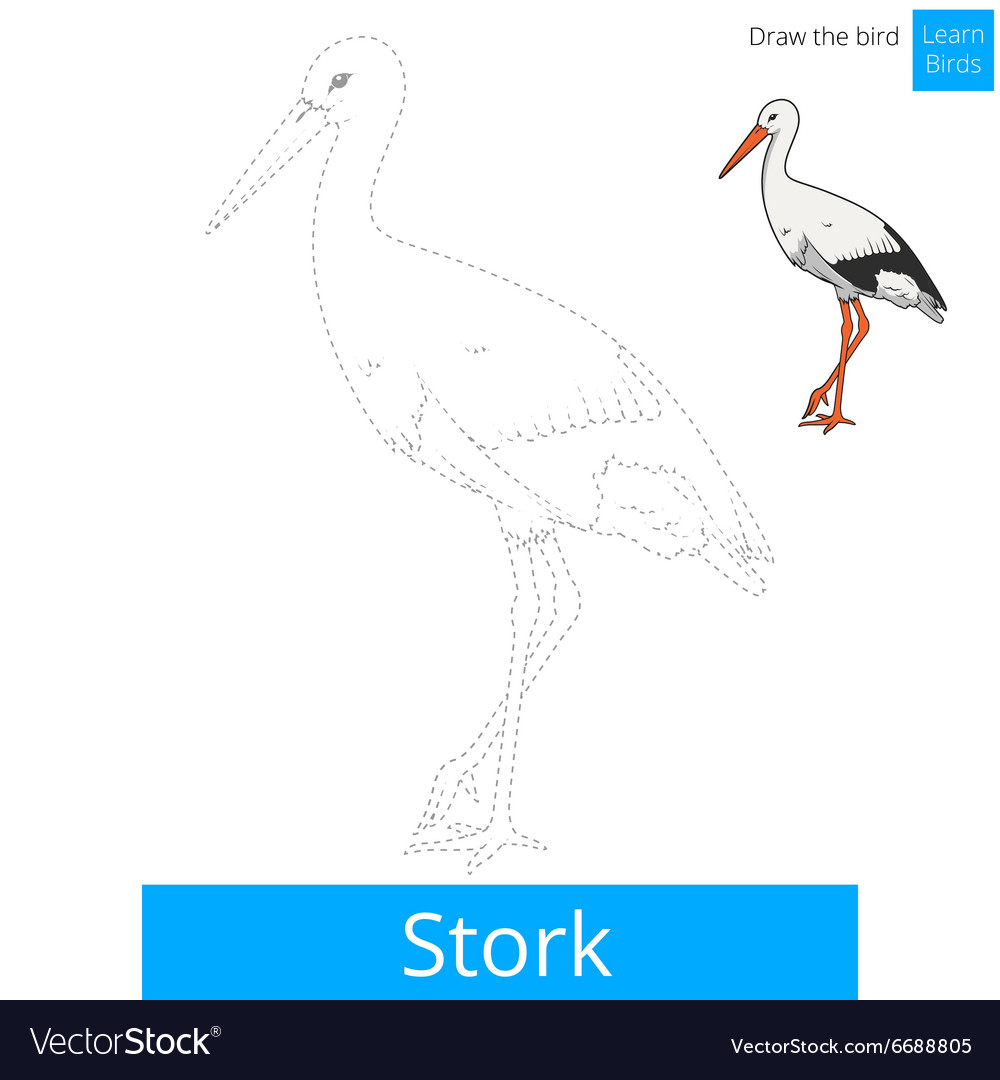 Stork bird learn to draw Royalty Free Vector Image