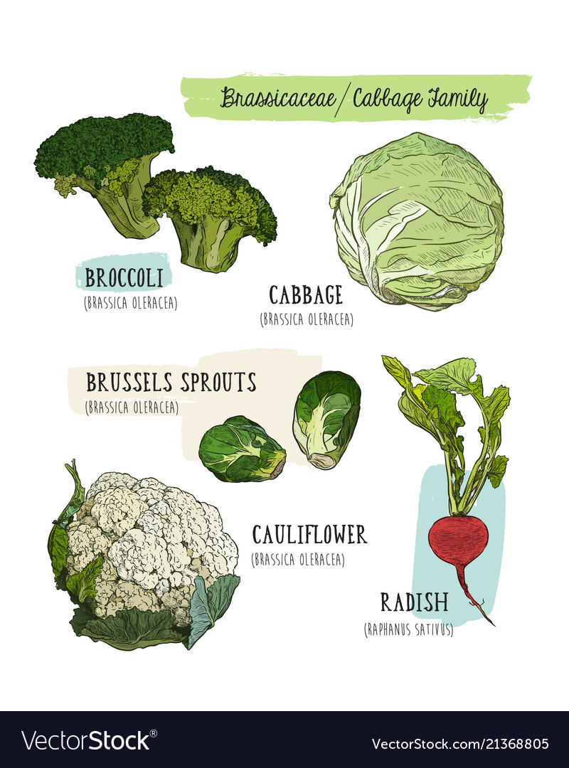 Various cabbage set cabbage broccoli brussels Vector Image