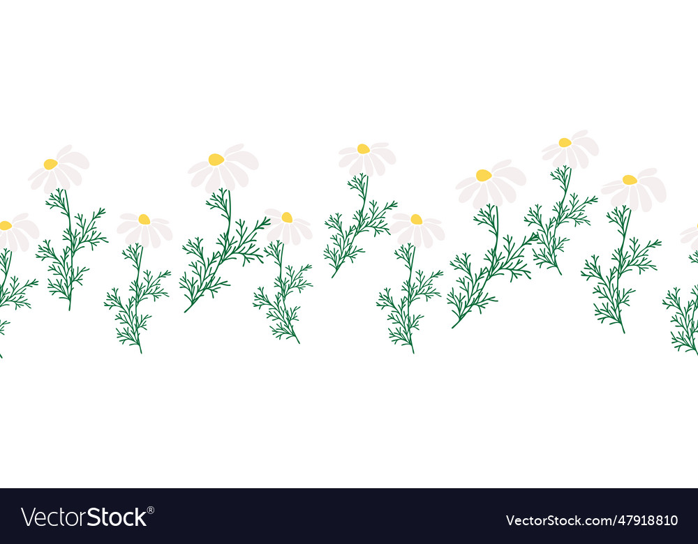 Chamomile horizontal border seamless pattern Vector Image Chamomile horizontal border seamless pattern