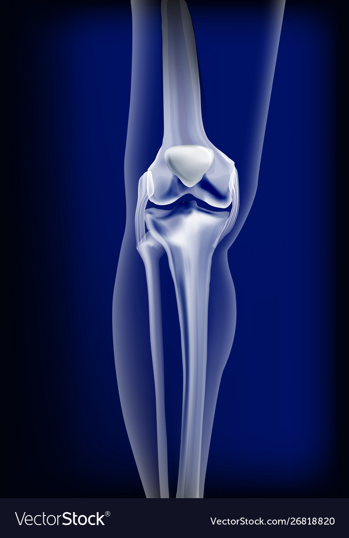 Dark blue transparent view bones knee Royalty Free Vector