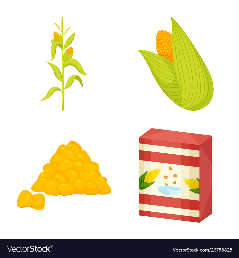 Isolated object maize and food sign collection