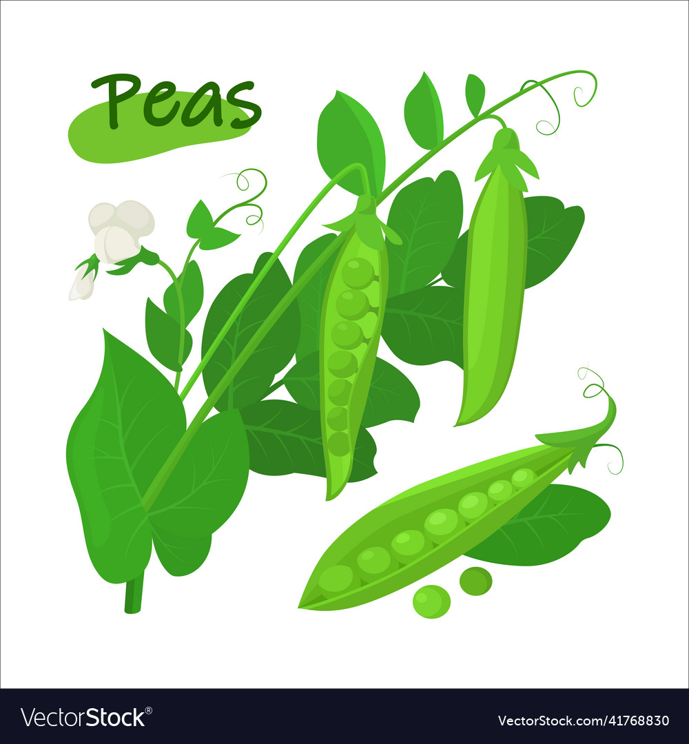 Fresh peas dots with leaf and white flower