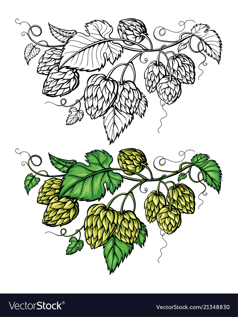 Hand Drawing A Branch Hops Royalty Free Vector Image Resultado de imagem para hop wreaths sale. vectorstock