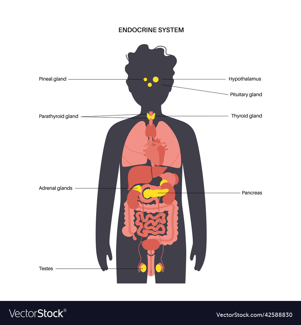 Human endocrine system Royalty Free Vector Image