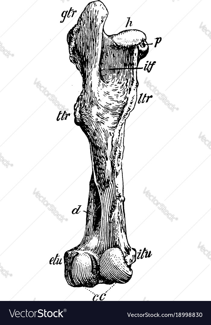 Posterior view of left femur horse vintage