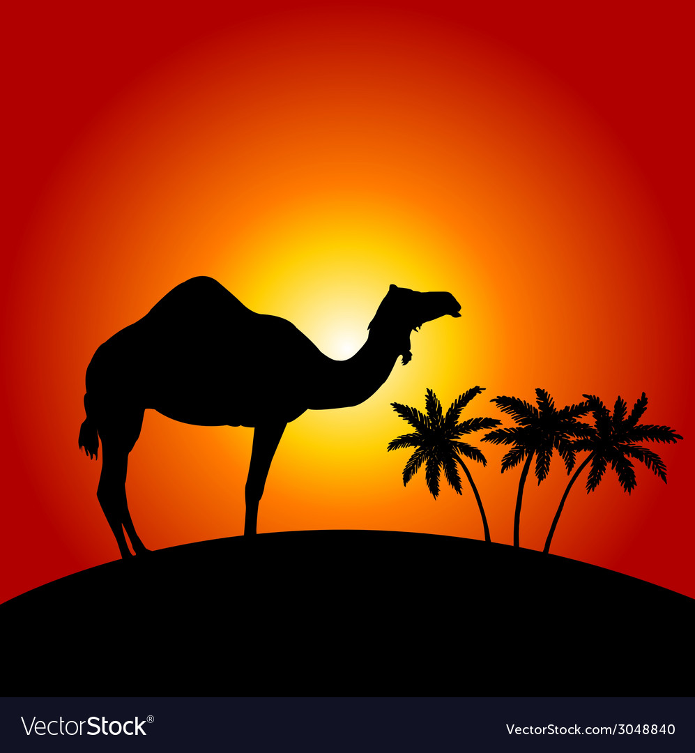 Silhouette camel on sunset background Royalty Free Vector