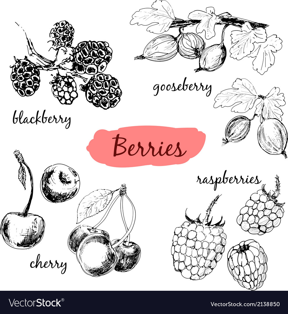 Berries set Royalty Free Vector Image - VectorStock