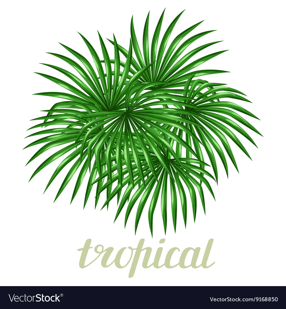 Paradise card with palms leaves Design for Vector Image