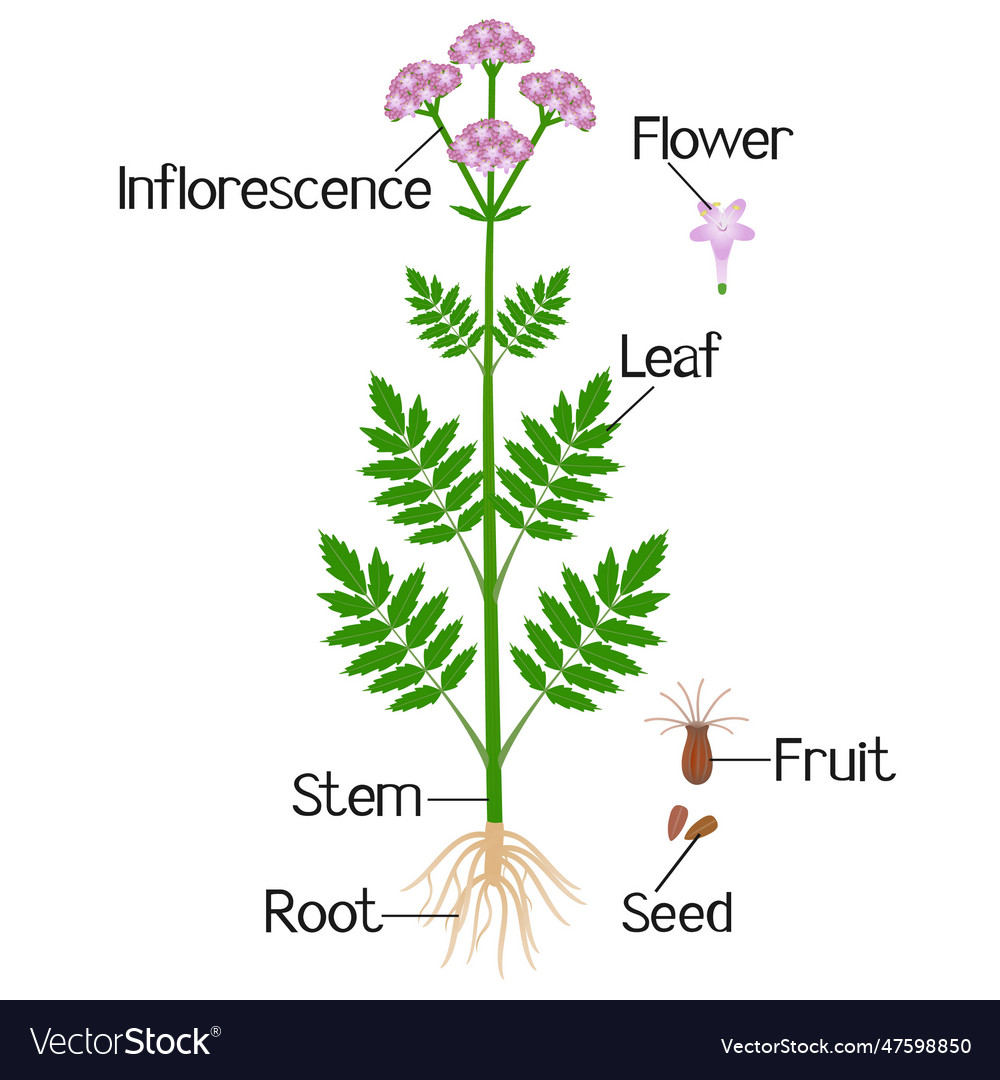 Parts of medical valerian plant