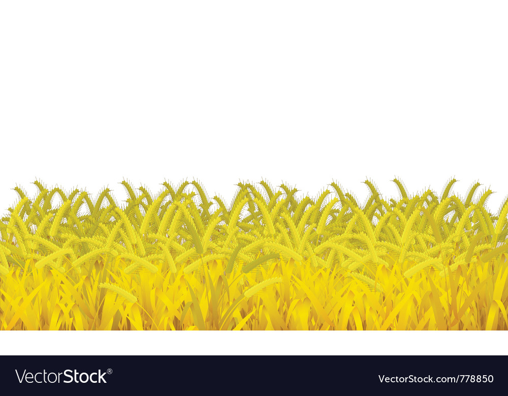 Wheat fields
