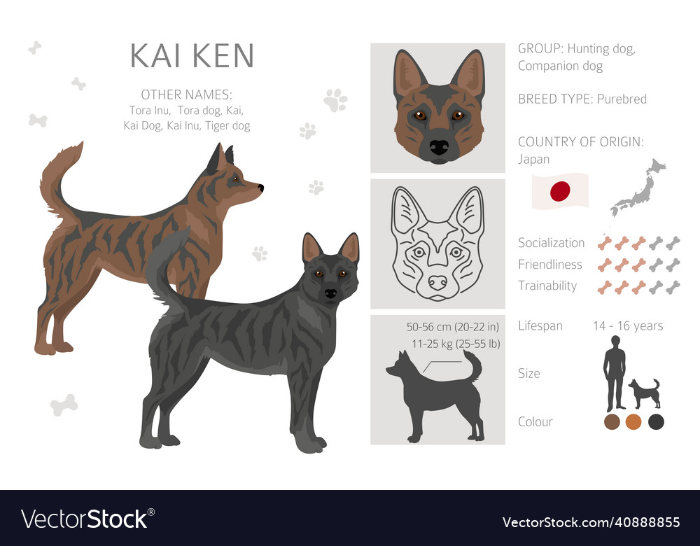 Kai ken clipart different poses coat colors set Vector Image