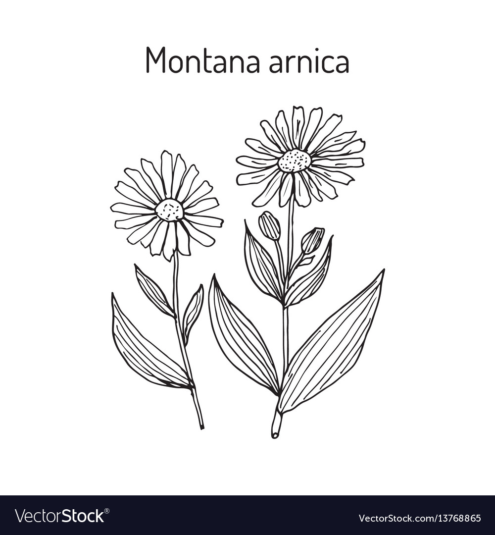 Arnica Montana Herb