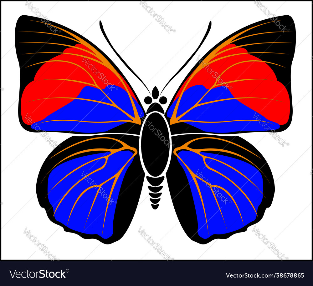 Black red and blue coloured leafwing butterfly