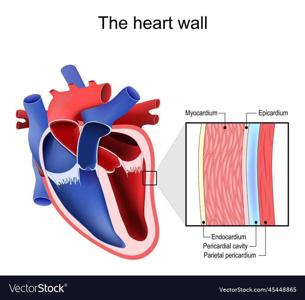 Heart wall pericardium structure Royalty Free Vector Image