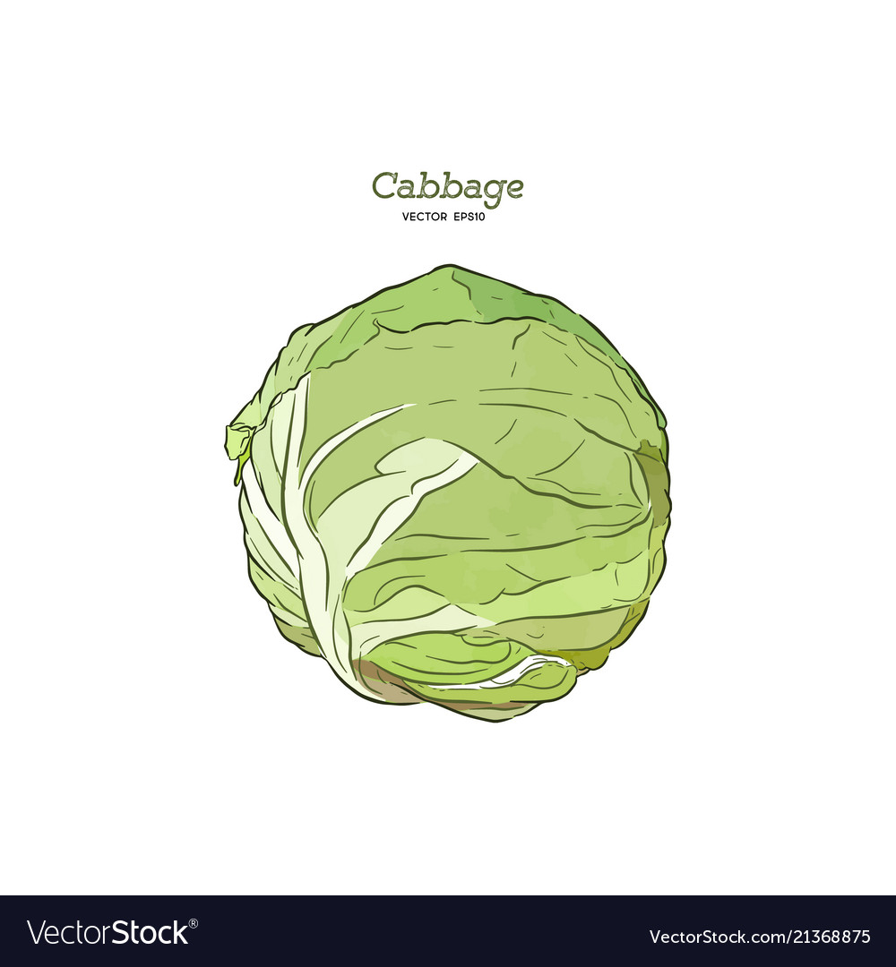 Hand drawn sketch style set of cabbages single