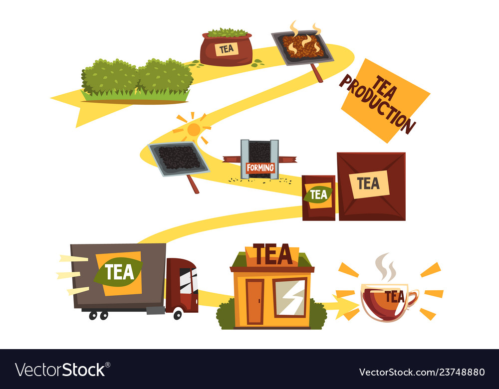 Tea production tea manufacturing process from Vector Image