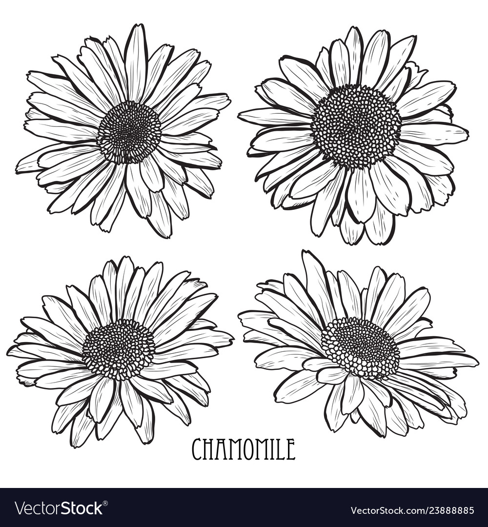 Hand drawn floral decorations vector image Hand drawn floral decorations