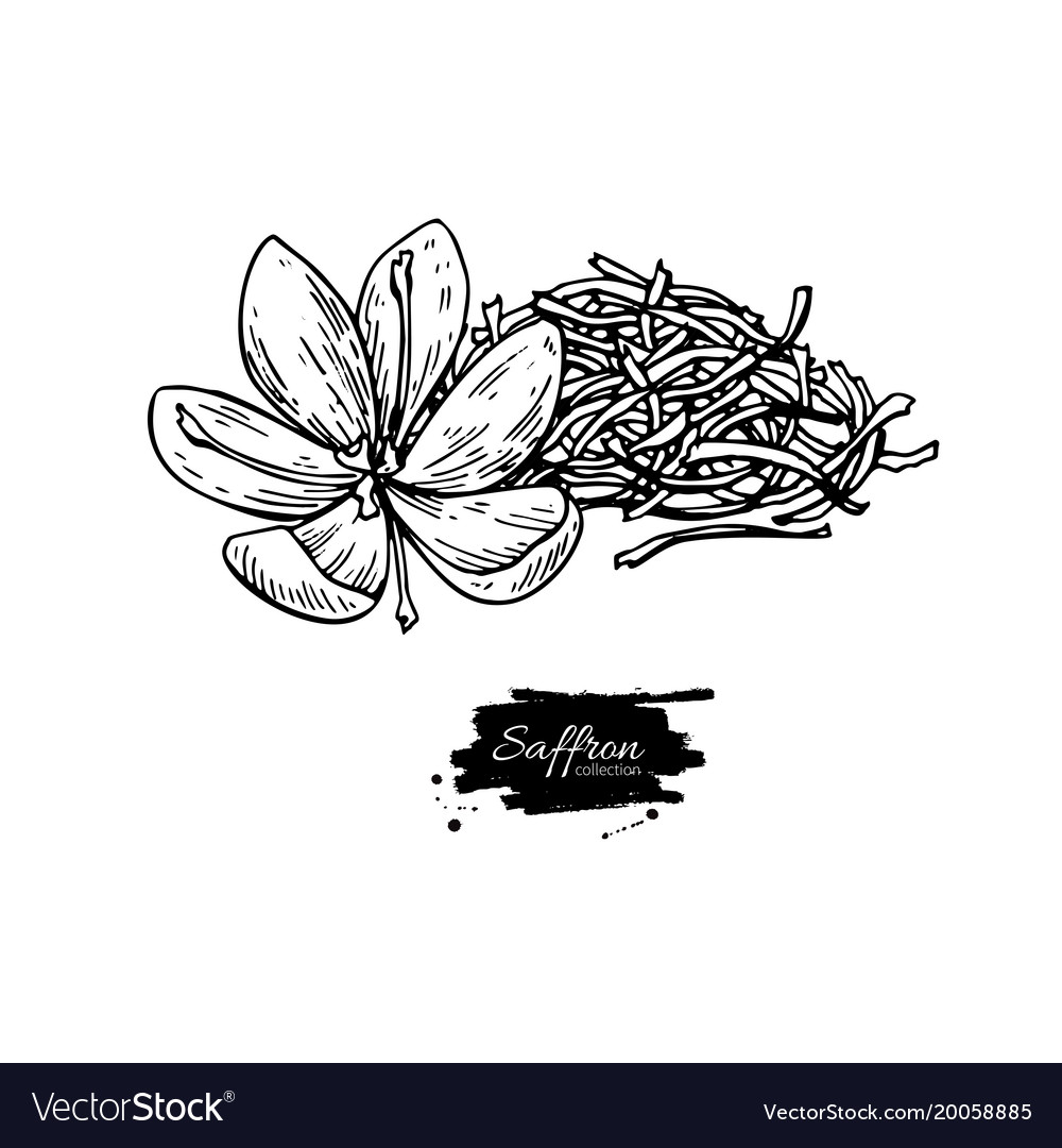 Saffron flower drawing hand drawn herb and Vector Image