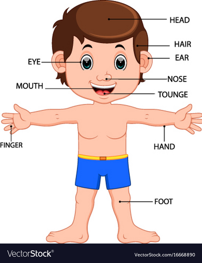 Boy body parts diagram poster Royalty Free Vector Image