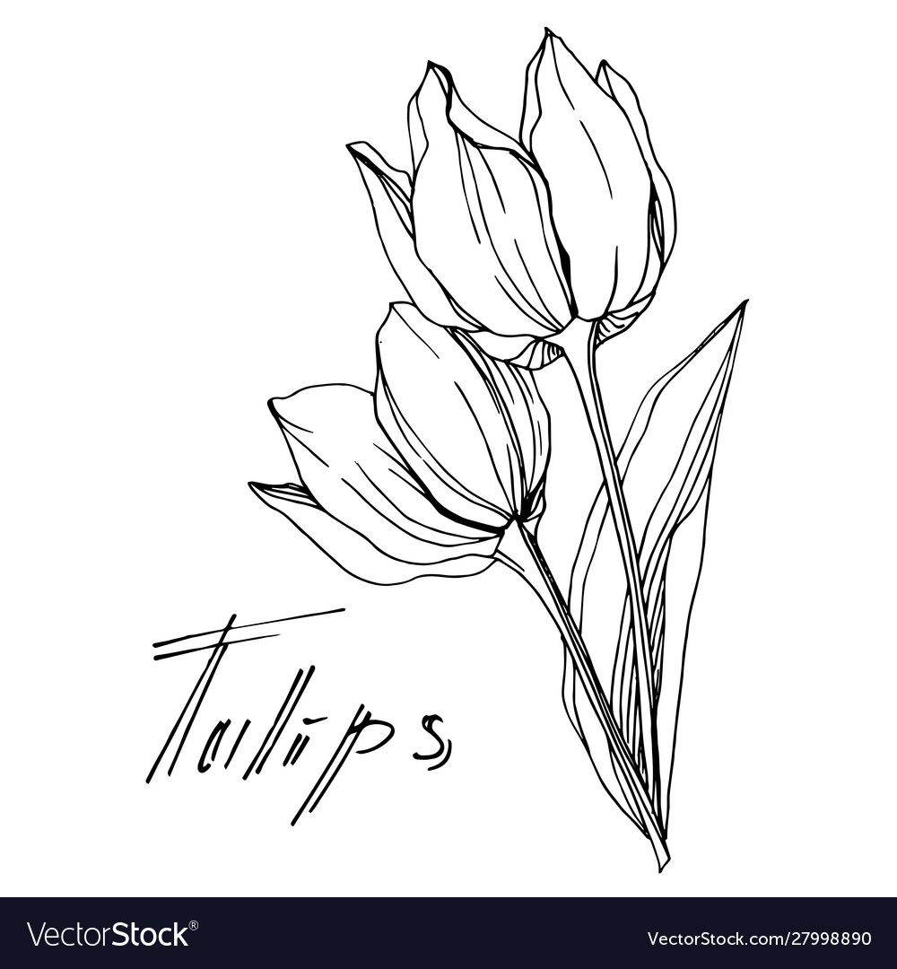 Tulip floral botanical flower black Royalty Free Vector