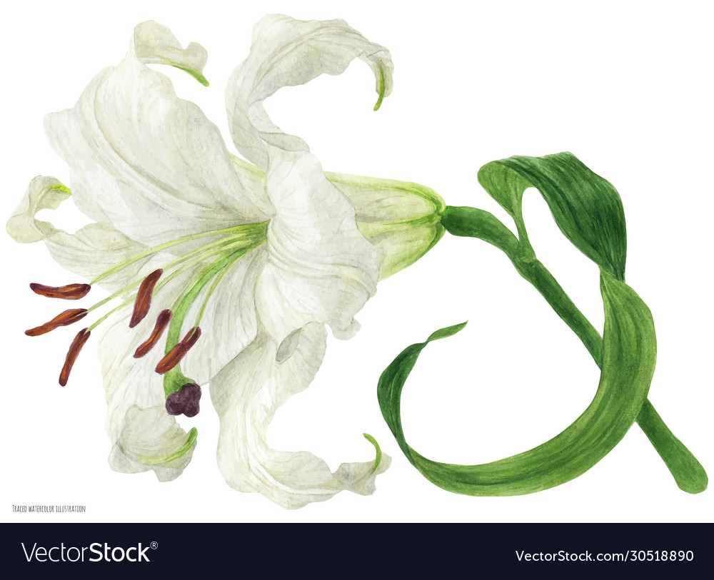 White Oriental Lily Tracing