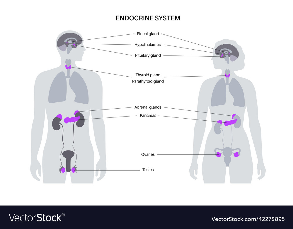 Human Endocrine System Diagram Royalty Free Vector Image