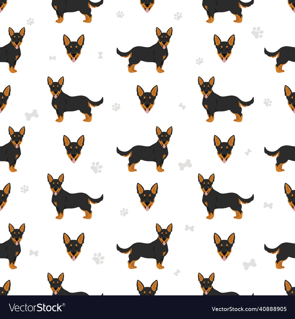 Lancashire heeler seamless pattern different Vector Image Lancashire heeler seamless pattern different
