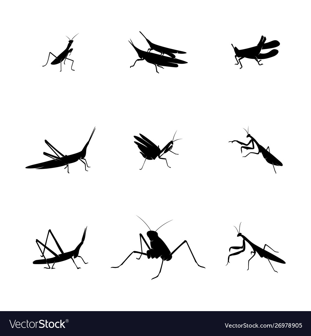 Set grasshopper logo design