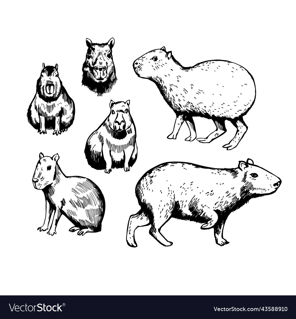 capybara vector sketch 8917850 Vector Art at Vecteezy