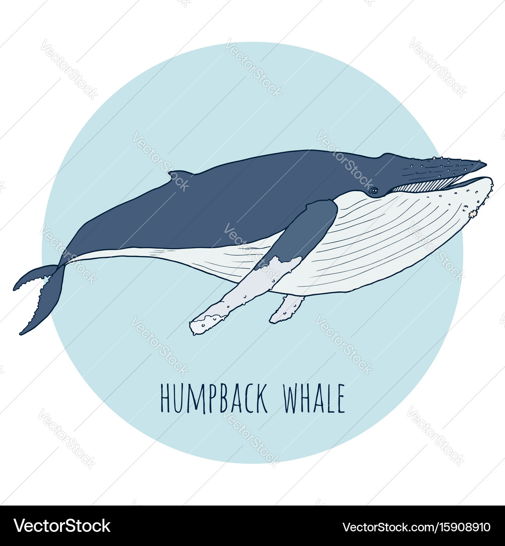 Humpback whale Royalty Free Vector Image - VectorStock