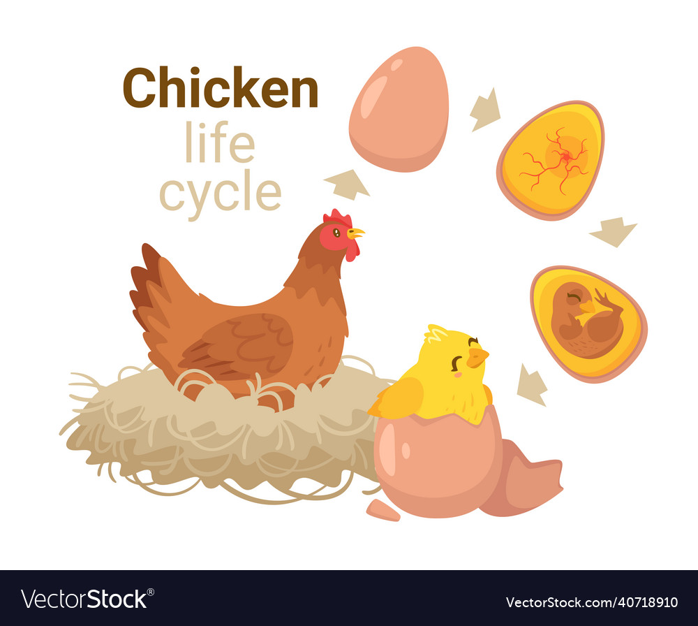 Kids Educational Of The Hatching Royalty Free Vector Image Kids Educational Of The Hatching Royalty Free Vector Image