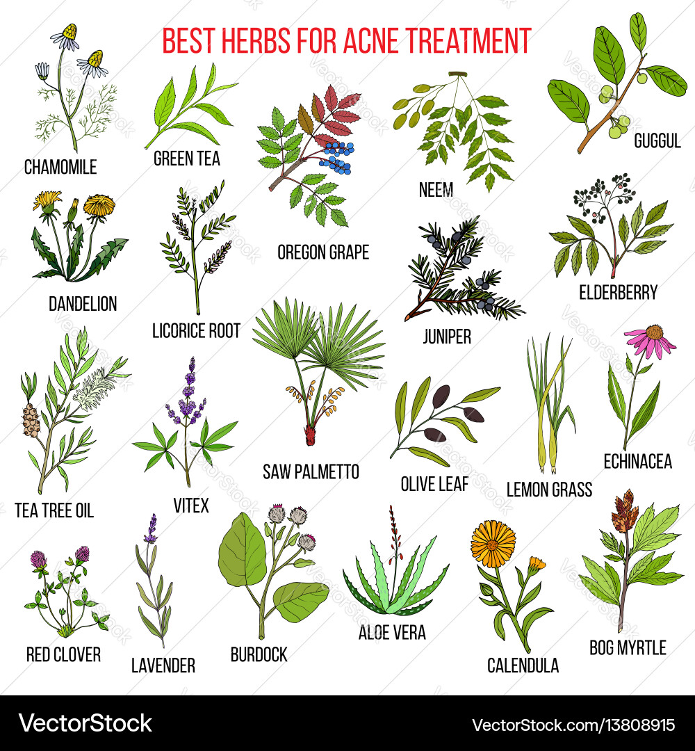 Collection herbs for acne treatment Royalty Free Vector