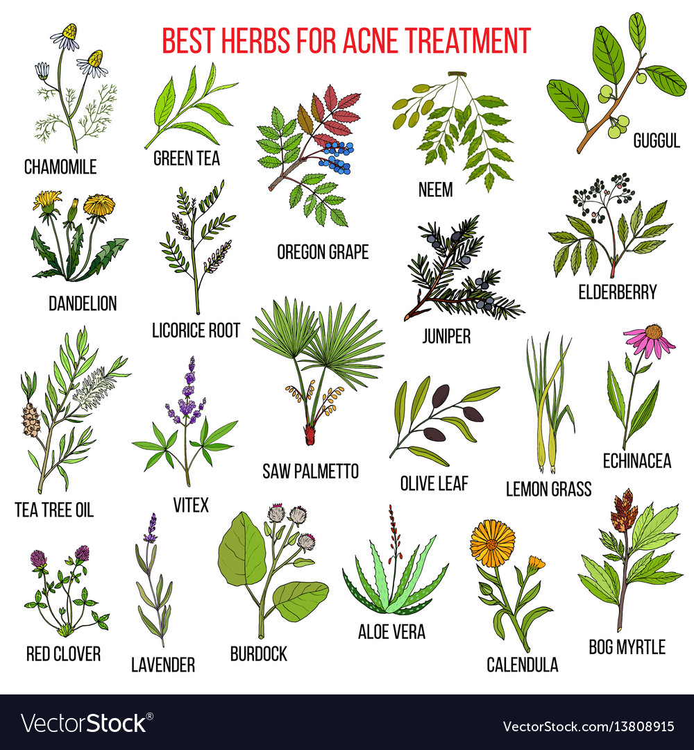 Collection of herbs for acne treatment Royalty Free Vector