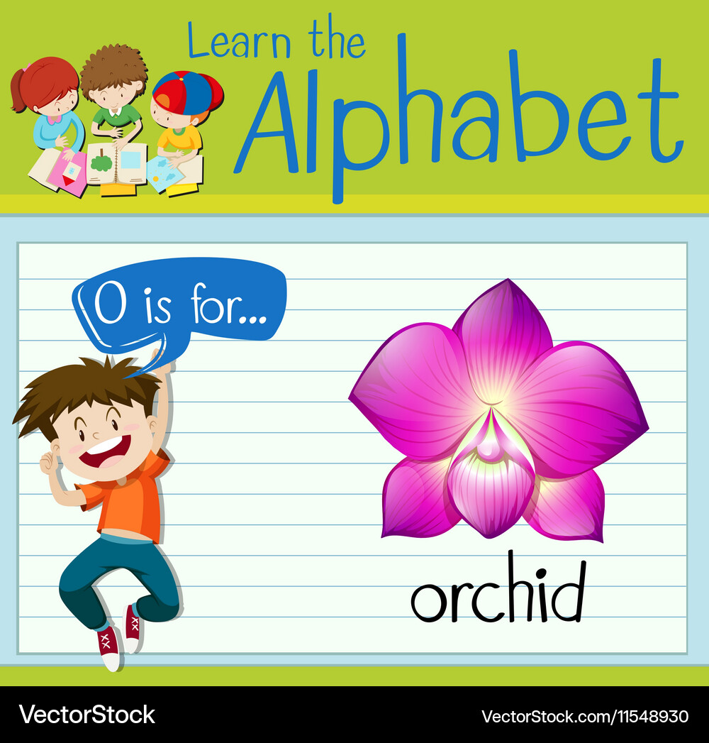 Flashcard Letter O Is For Orchid Royalty Free Vector Image