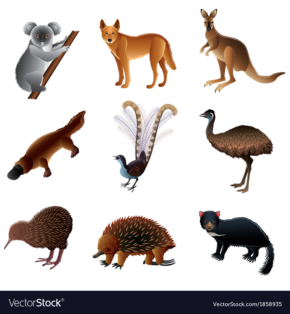 Download Australian animals Royalty Free Vector Image - VectorStock