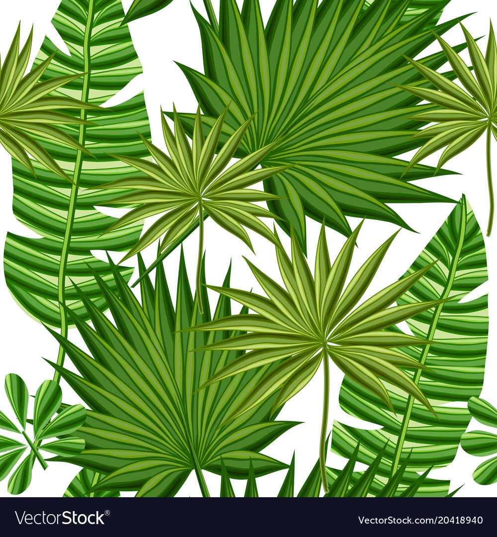 Leaves palm trees Royalty Free Vector Image - VectorStock