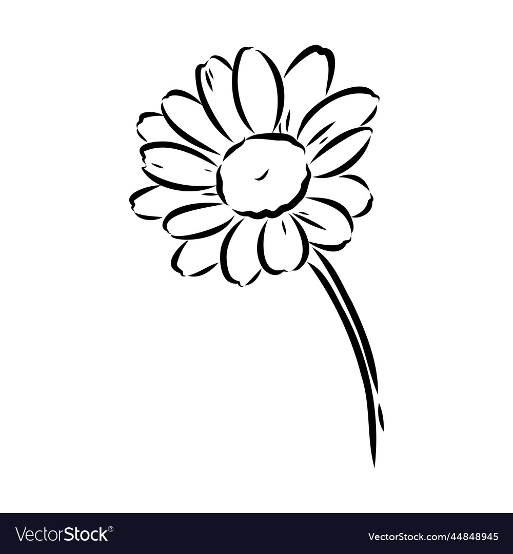 Daisy flower line art drawing hand drawn engraved Vector Image