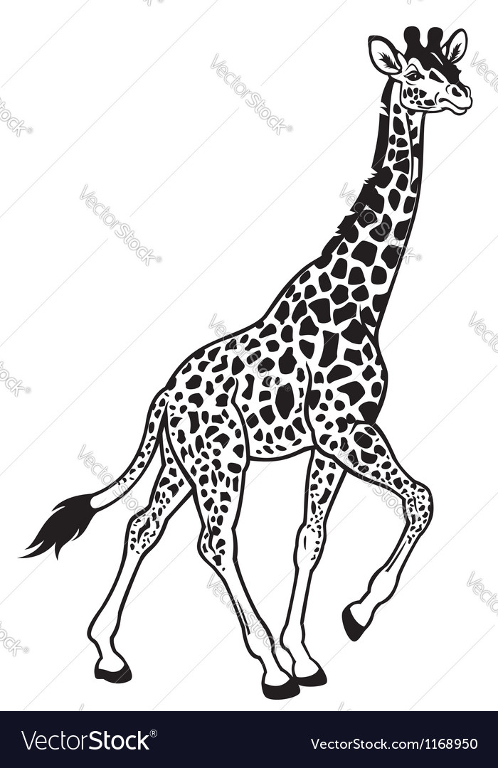 giraffe pictures black and white