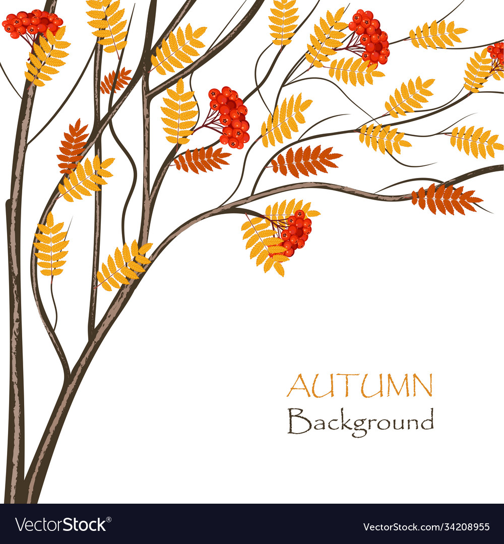 Autumn rowan tree for use in your design vector image Autumn rowan tree for use in your design